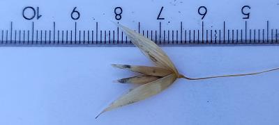 Click for 2 image(s) for this accession. Spikelet